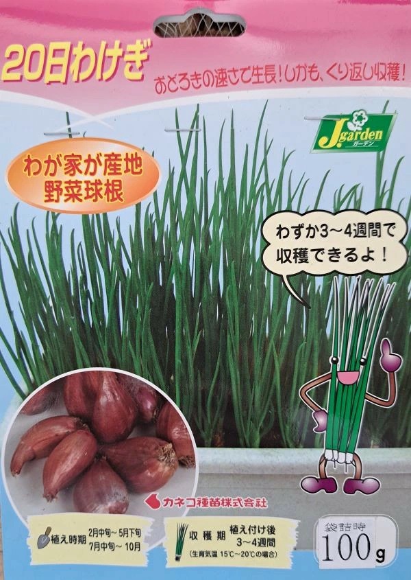 20日わけぎ