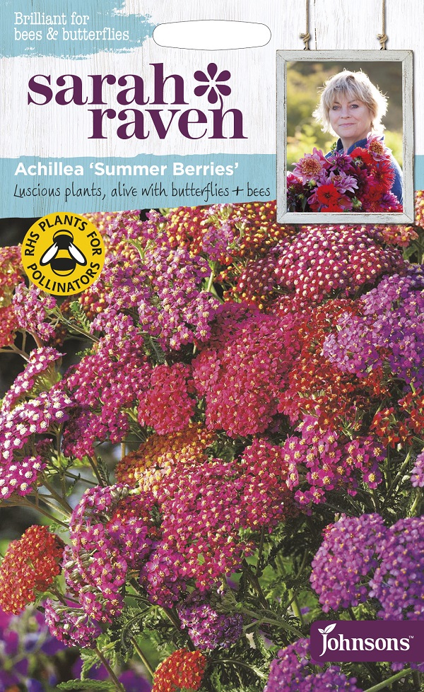 Achillea Summer Berries Mixed