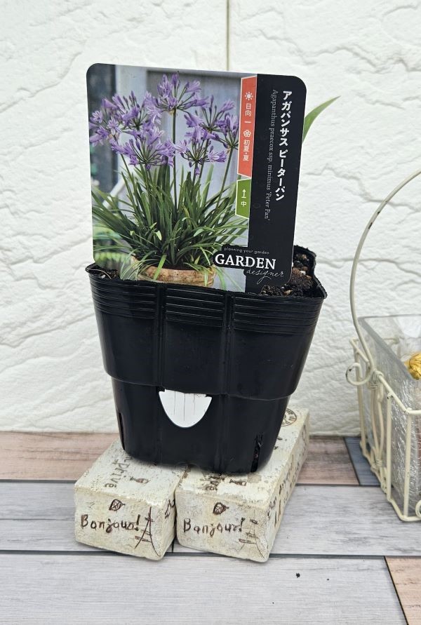 花苗】 アガパンサス ピーターパン 10.5cmポット1苗