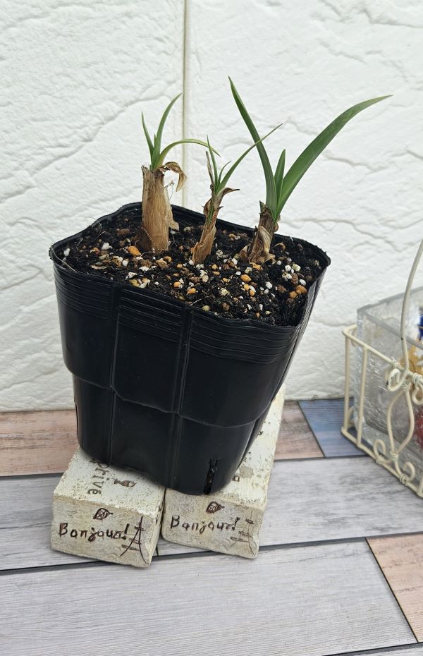 花苗】 アガパンサス ピーターパン 10.5cmポット1苗