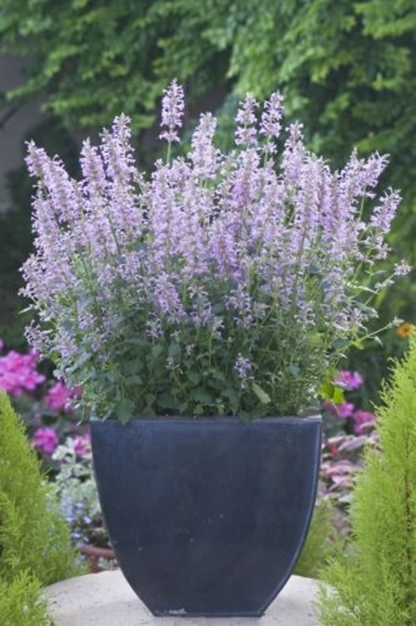 アガスターシェ パリジフローラ サブスピーシーズ ネオメキシカーナ ローズミント