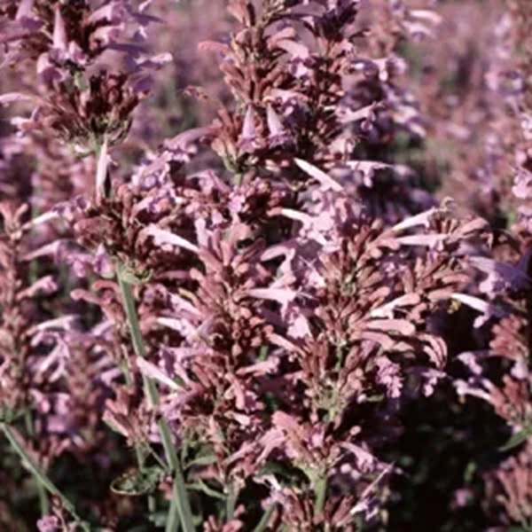 agastache_hether_q