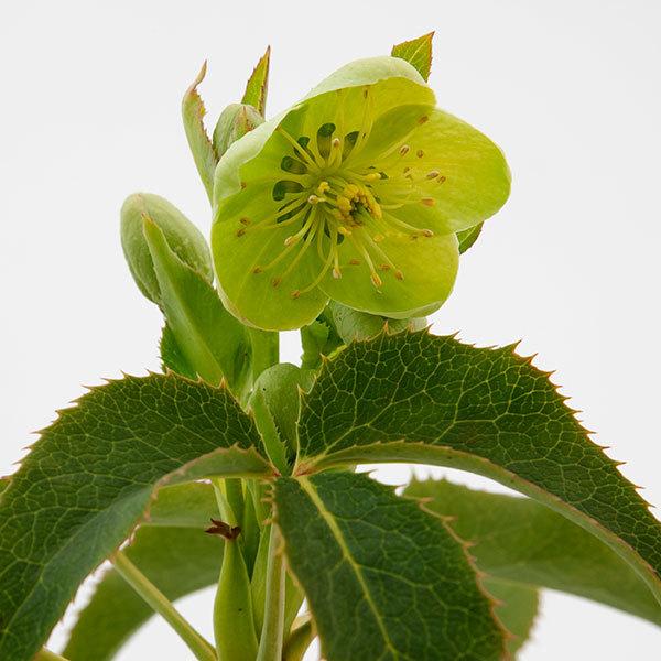 クリスマスローズ アグチフォリウス