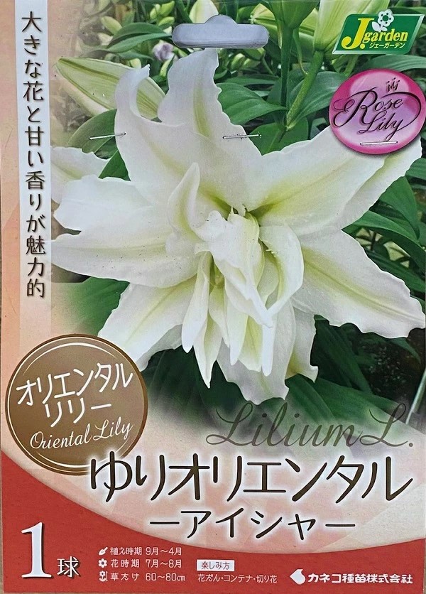 ゆりオリエンタルアイシャ