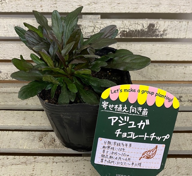 アジュガ　チョコレートチップ