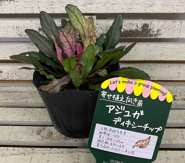 アジュガディキシーチップ