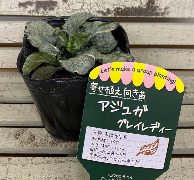 アジュガ グレイレディー