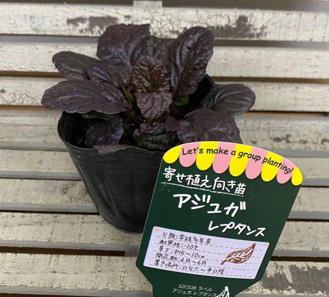 アジュガレプタンス