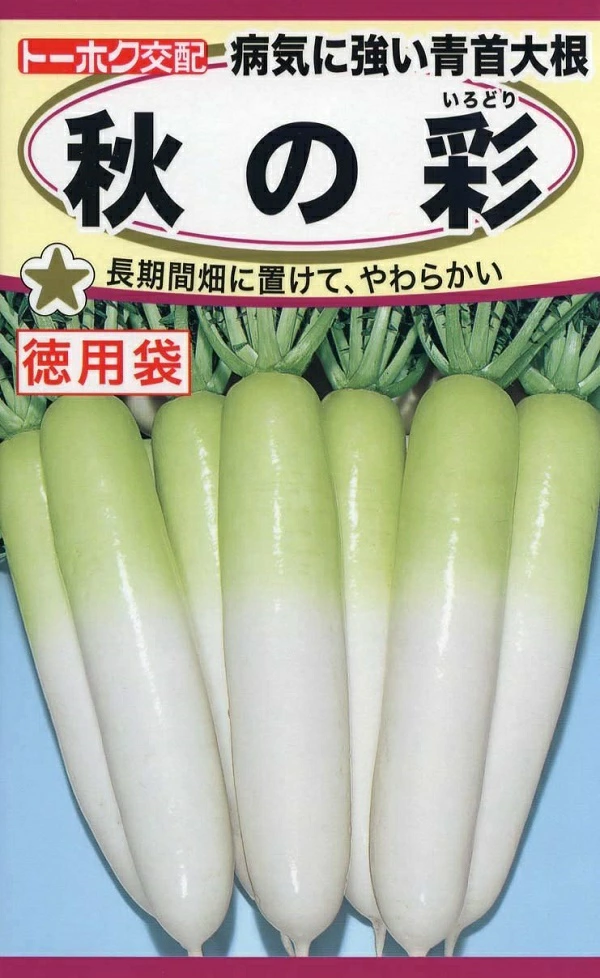 青首大根秋の彩徳用
