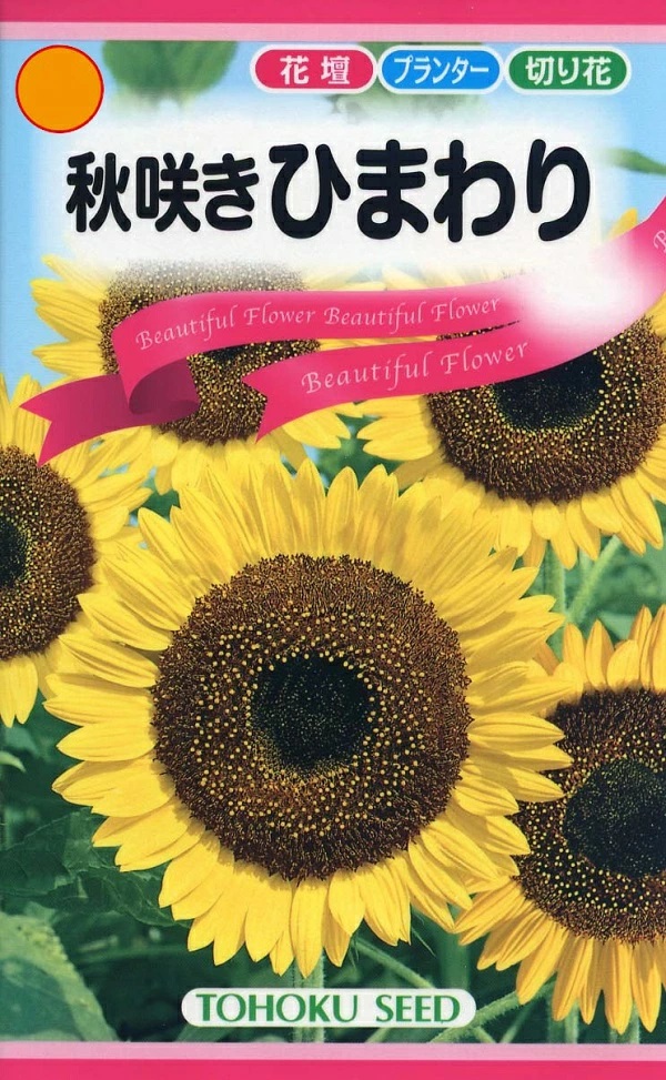 秋咲きひまわり