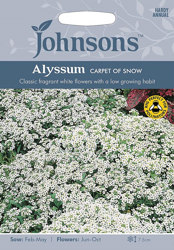 alyssum carpet of snow