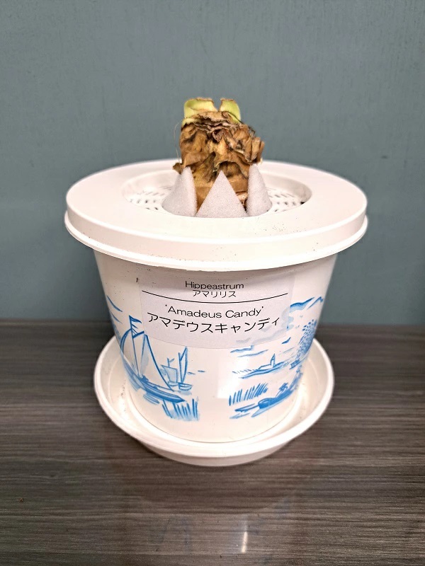 ポットアマリリス 八重咲き プレミアム アマデウスキャンディー