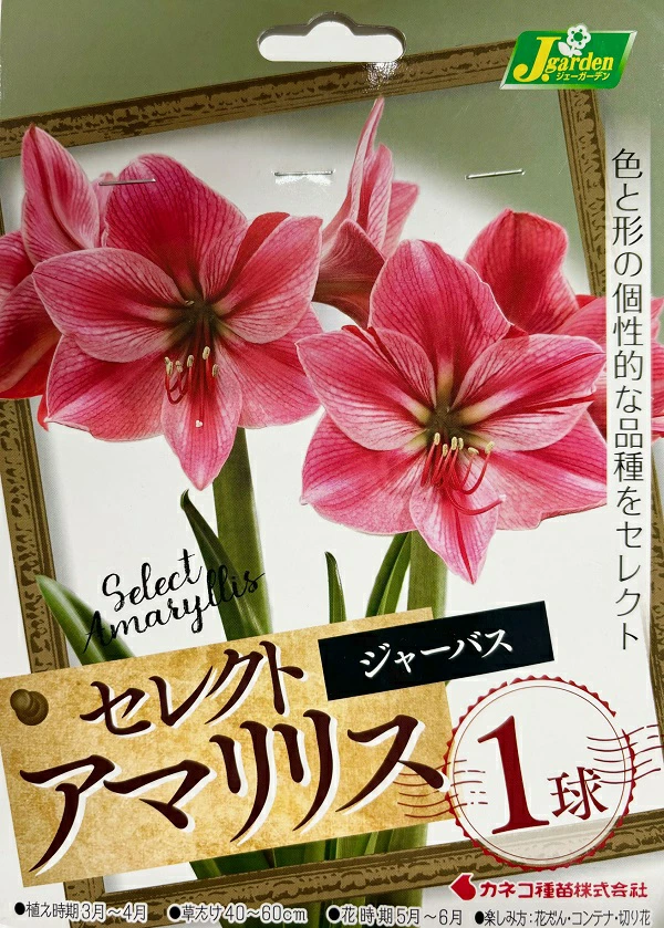 アマリリスジャーバス