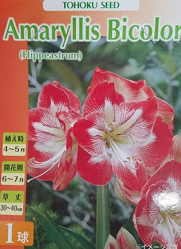 アマリリスミネルヴァ