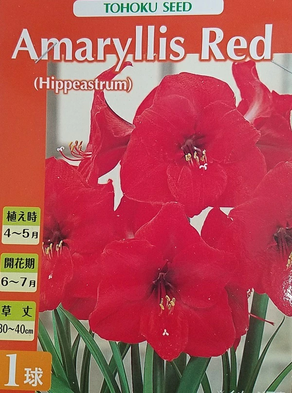 アマリリスレッドライオン