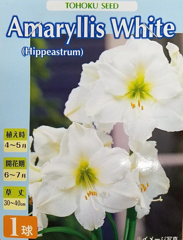 アマリリスホワイトモンブラン