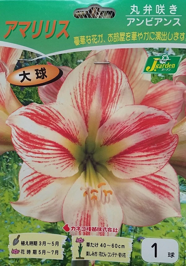 アマリリス 丸弁咲き アンビアンス