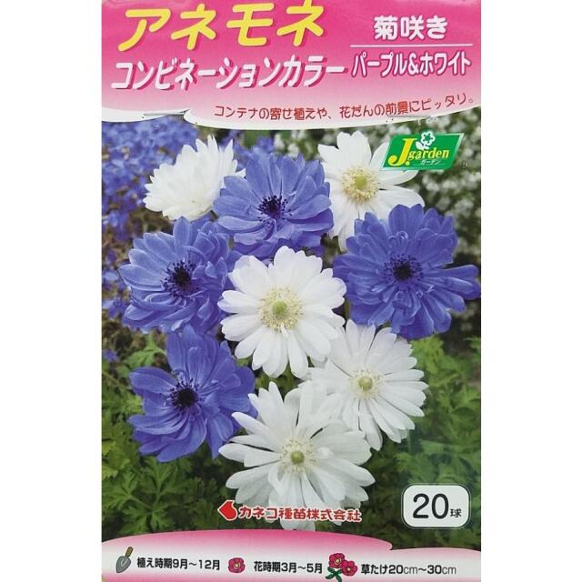 アネモネ菊咲きパープル＆ホワイト