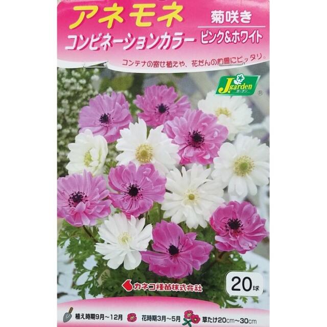 アネモネ菊咲きピンク＆ホワイト