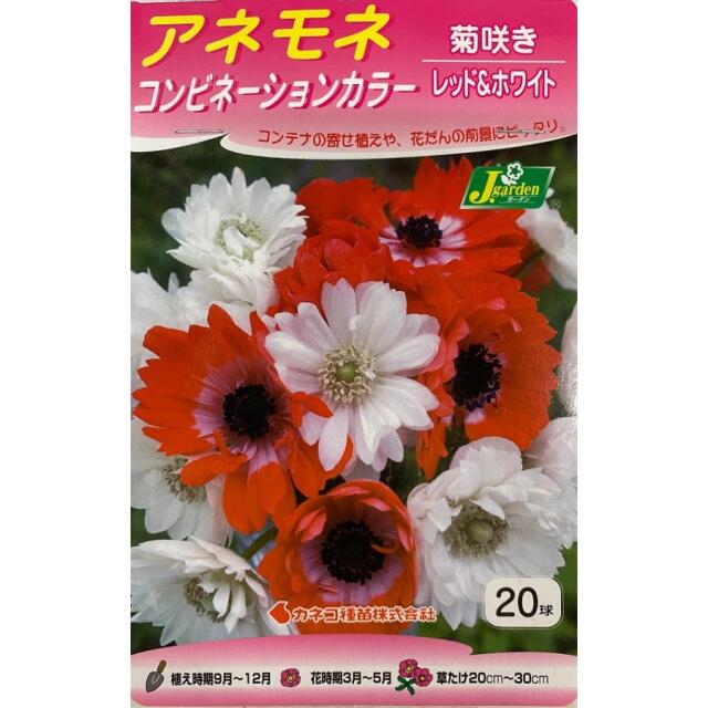 アネモネ菊咲きレッド＆ホワイト