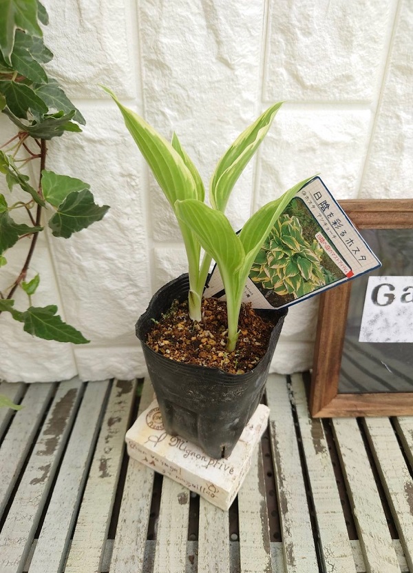 ホスタ　アンチョーチ