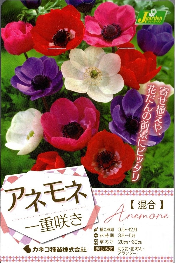 アネモネ 一重咲き 混合