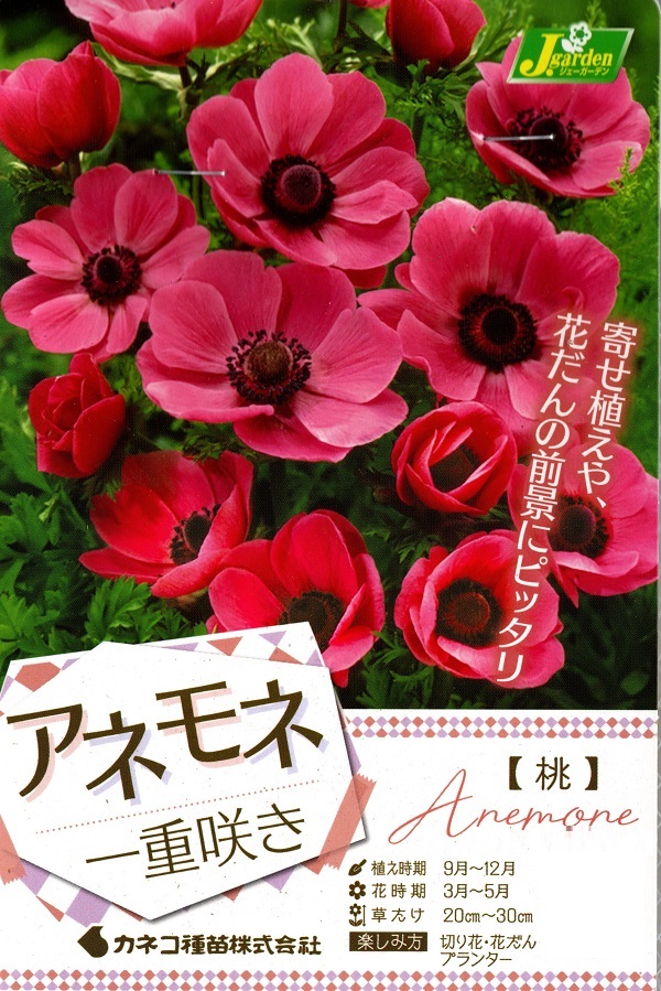 アネモネ一重桃