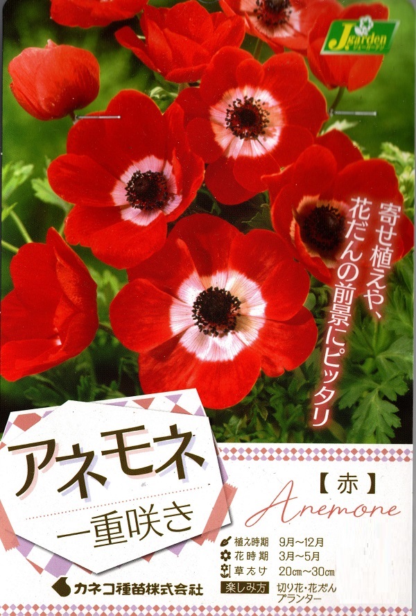 アネモネ一重赤