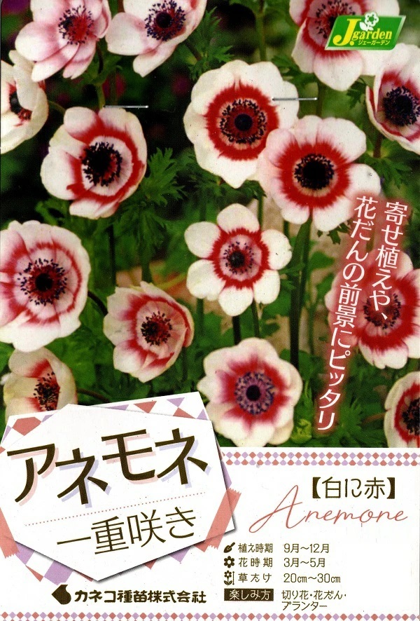 アネモネ 一重咲き 白に赤