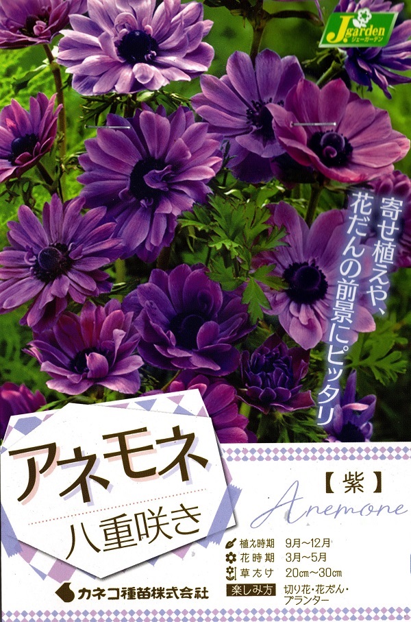 アネモネ八重咲き紫