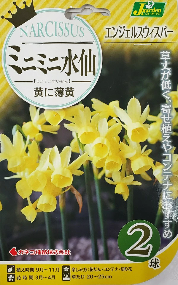 ミニミニ水仙エンジェルウィスパー