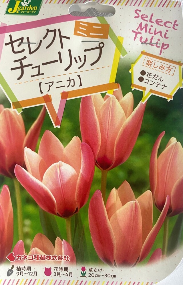 セレクトミニチューリップ アニカ