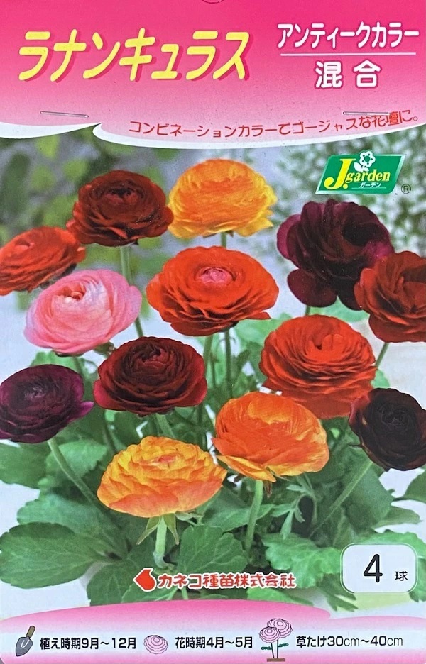 ラナンキュラス　アンティークカラー混合