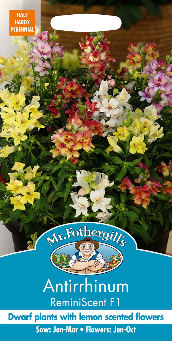 アンチヒナム（金魚草）・レミニセント・F1