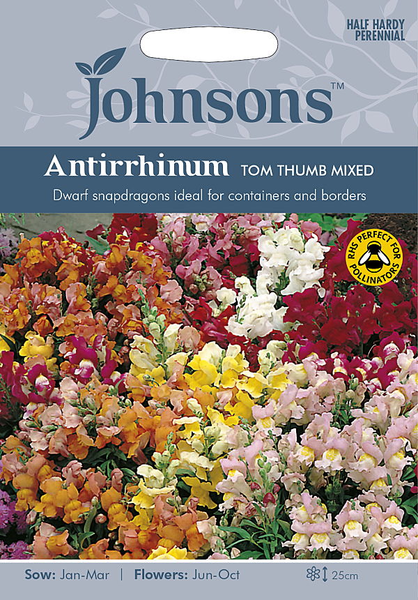 antirrhinum tom thum