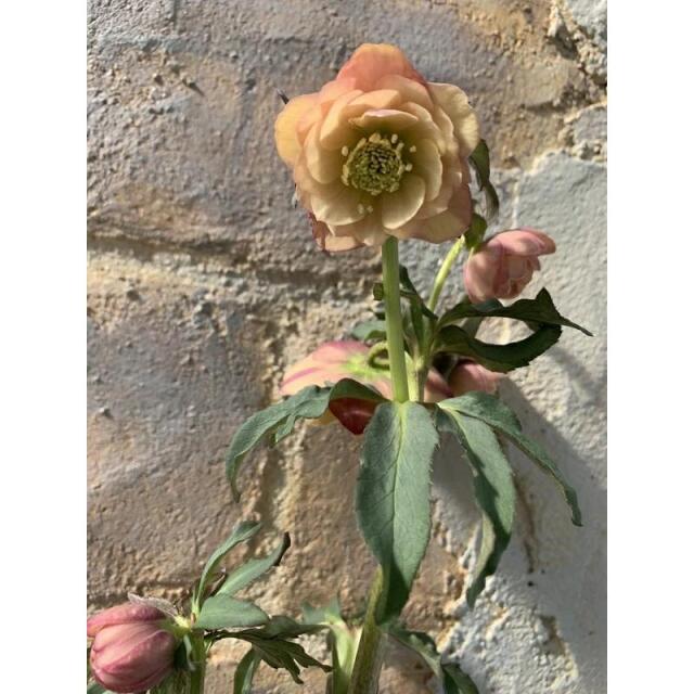 クリスマスローズ あんず小鞠