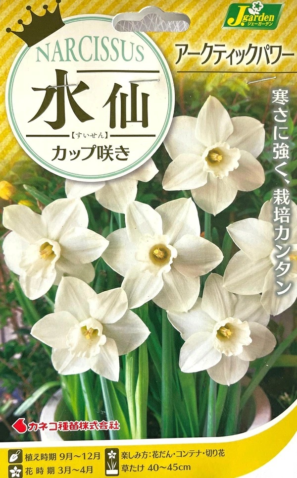 水仙　アーティックパワー