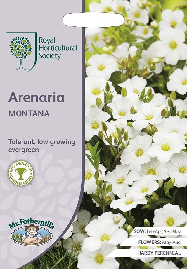 arenaria montana