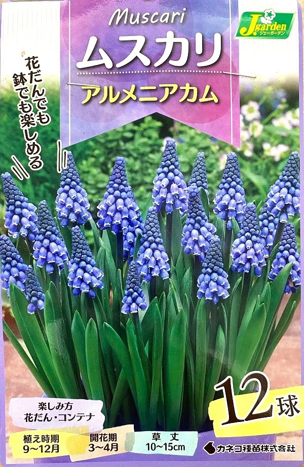 ムスカリ　アルメニアカム