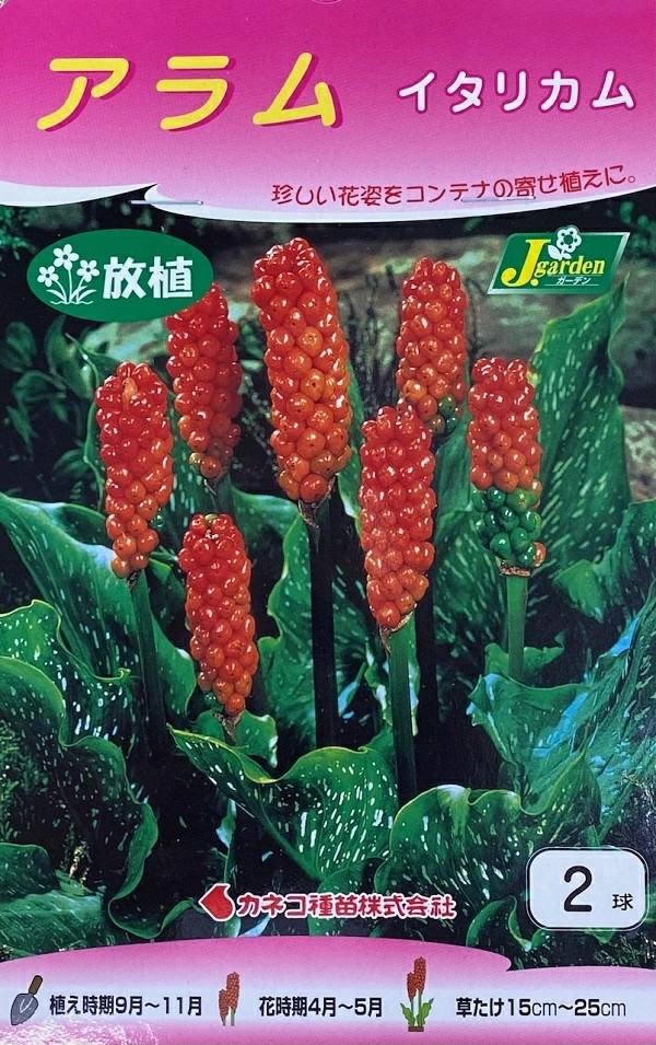 アラムイタリカム