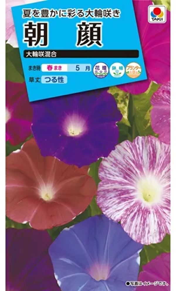 専用ページ☆朝顔 朝顔（あさがお） Morning Glory Gardener's Shop Ivy