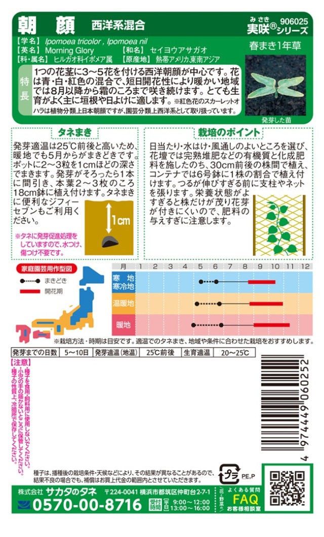 朝顔西洋系混合
