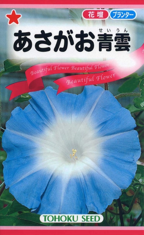 専用ページ☆朝顔 imgrc0101331839.jpg
