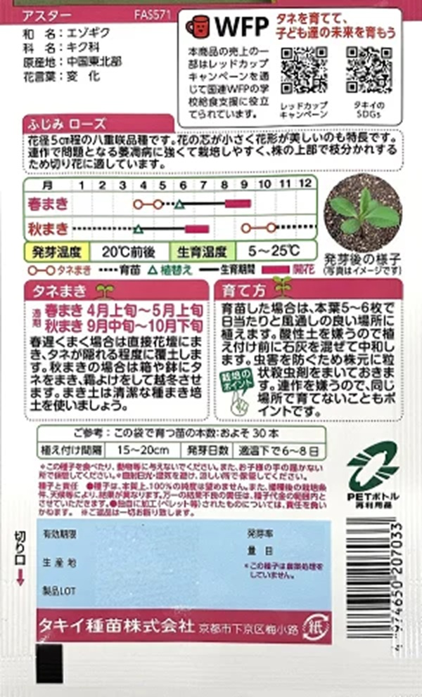 aster-fujimirose-1