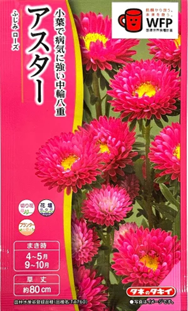aster-fujimirose