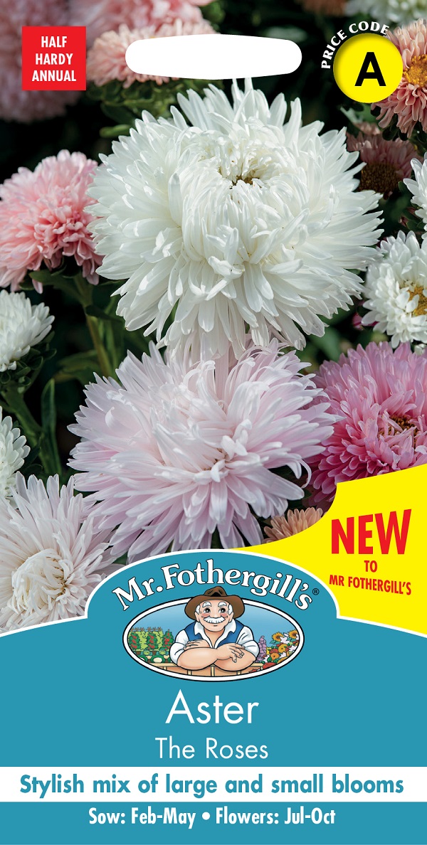 aster-the-roses