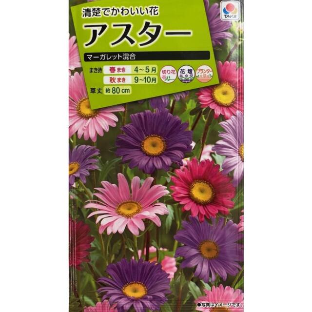 アスター マーガレット混合