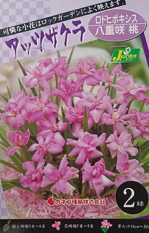 アッツザクラ ロドヒポキシス 八重咲 桃 2球入
