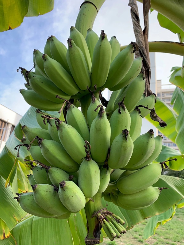 来年開花？特大苗210cmバナナ＝糖度モンスター◆ドワーフ　コーキバナナ◆耐寒強 楽天市場】ドワーフ モンキーバナナ 苗 10.5cmポット トロピカル