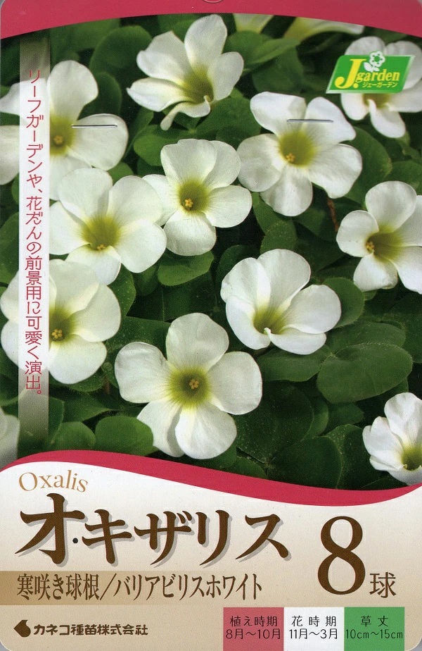 オキザリス　バリアビリスホワイト